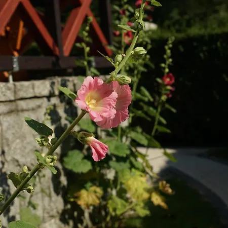 Wrzosowa 25 Apartmán Sklářská Poruba